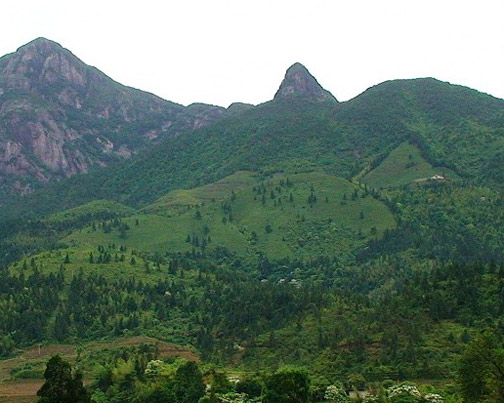 ��������������칫�� - ����ɭ�ֹ�԰