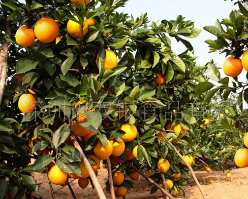 ��������������칫�� - �ŷ����